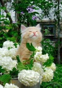 Cat and flowers_n