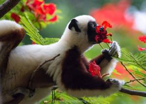 Lemur enjoying the perfume of a flower_n