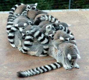 Lemur babies in togetherness_n