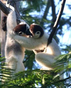 Two lemurs in love_n